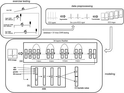 Prediction for blood lactate during exercise using an artificial intelligence—Enabled electrocardiogram: a feasibility study